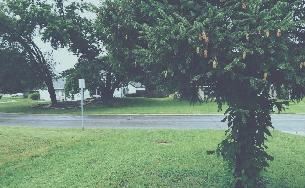 cone tree spiritual fruit spirit the majestys men-min