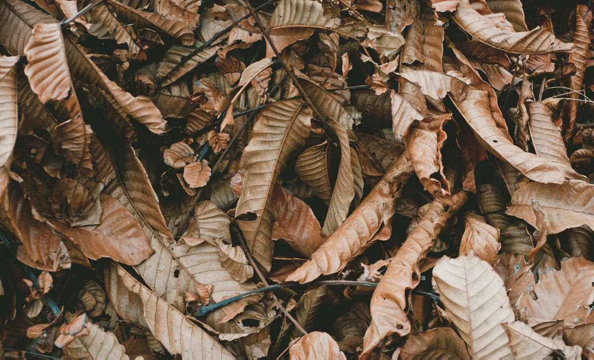 weight sin dead leaves