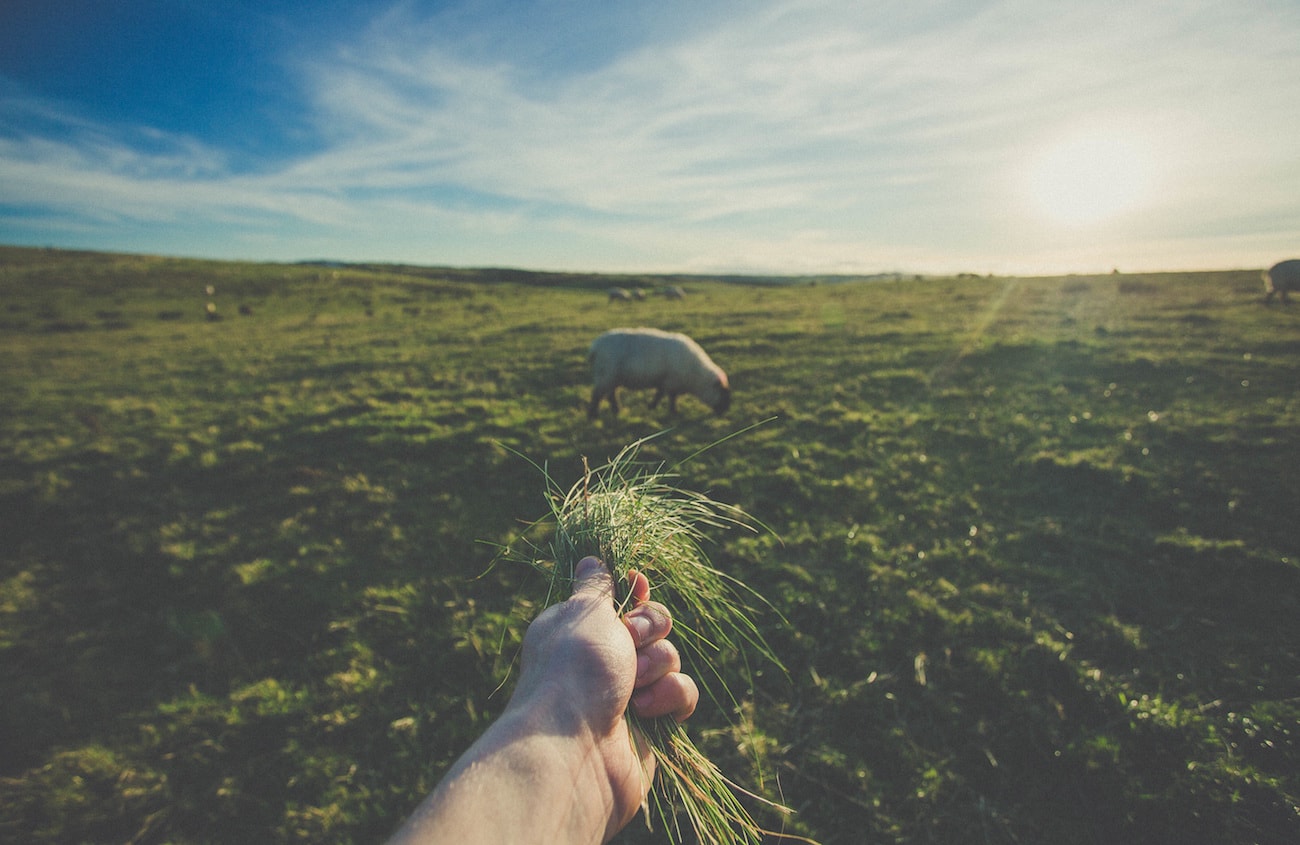lost sheep speak their language feeding lamb image
